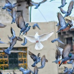 عاهدتني ألّا تميلَ عن الهوى ..