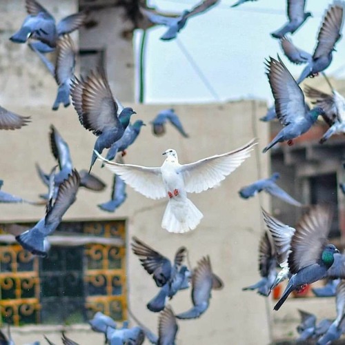 عاهدتني ألّا تميلَ عن الهوى ..