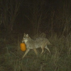 a sad song about a girl i no longer know