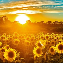 Ah! Sun-flower. Torbjørn Vagle. Oddrun Eikli