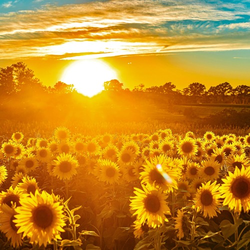 Ah! Sun-flower. Torbjørn Vagle. Oddrun Eikli