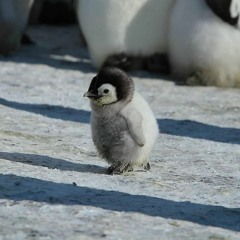 The Penguin Show (Episode 001)