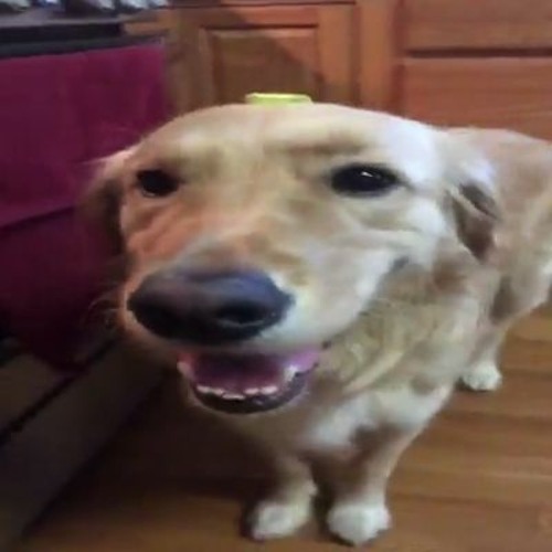 pleb