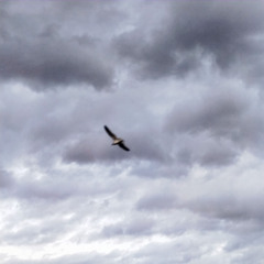 (they say) Nothing Lasts Forever