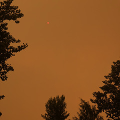 Yellow Haze