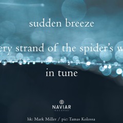 haiku #473: sudden breeze / every strand of the spider’s web / in tune