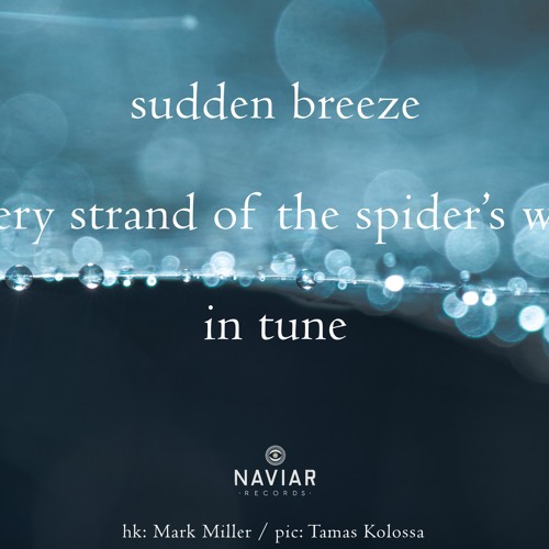 haiku #473: sudden breeze / every strand of the spider’s web / in tune