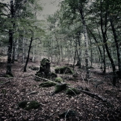 Brame du Cerf