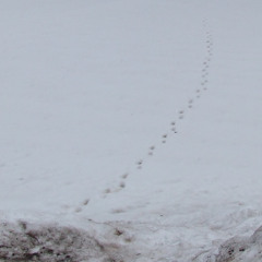 Fred again.., Blanco - solo (dob affis remix)