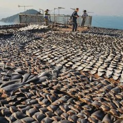 Shark fin soup