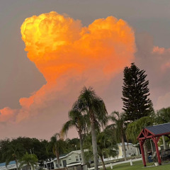 #TabbyTraxx’s Soona Brown -StR8 out tha litter Box ,8/7/23