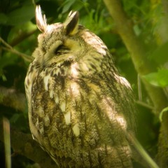 Concerto du Hibou moyen-duc dans des grands thuyas, en Deux-Sèvres