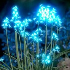 Les Herbes-Lueurs (version N°2)