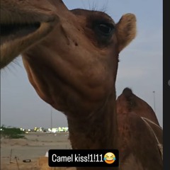 Muz - Wasim Walker Had A Little Lamb