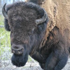 U.S. Policy Mismanagement in Denying the Lives of the Buffalo Relations