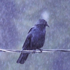 afternoon rain on a crow