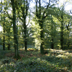Dawn Chorus (1) 23rd June 2024 - 4.40am - Ballyfad Wood