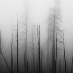 Diante Rivera Too much prod mirrow