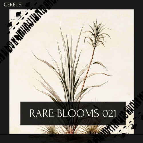 Cereus - Rare Blooms 021