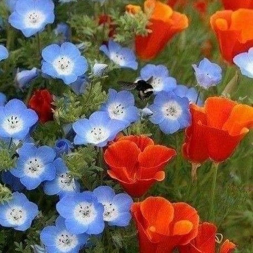 آقا خان عبداله اوف .mp3