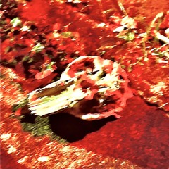 Earl Rico - Pop Stylist