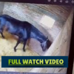 Ver video do cara matando o cavalo video do cavalo portal do zacarias cavalo tem patas cortadas