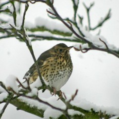 Songthrush - 10 May 23 - 4.15am - Dalsvallen