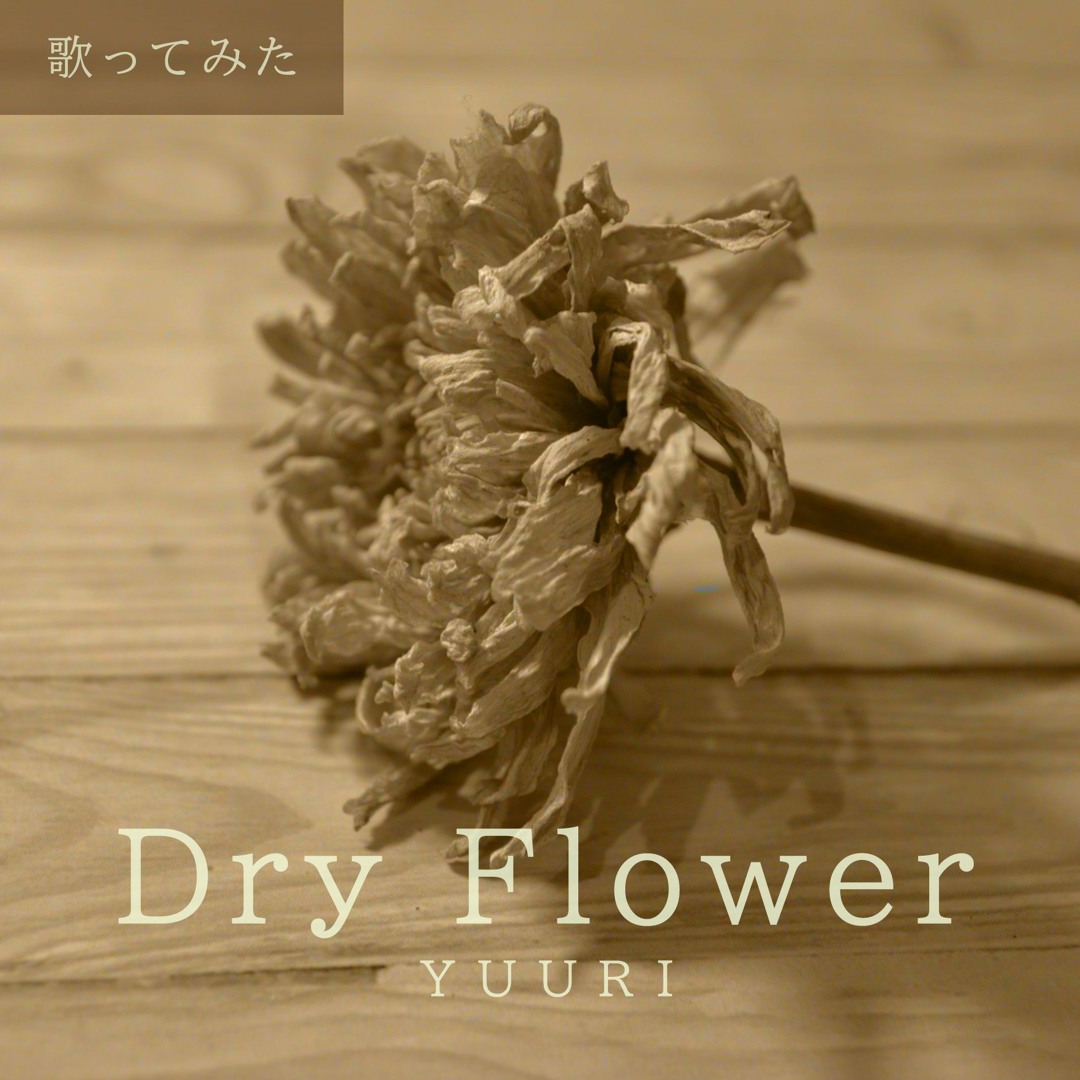 Stream ドライフラワー (Dry Flower) / Yuuri (cover by Piitcha) by