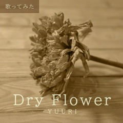 ドライフラワー (Dry Flower) / Yuuri (cover by Piitcha)
