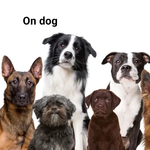 All My Dogs (w/ R3LINQ.U1SH, nocere.flp, J1TTER, aazre - p. VERTiBOY & Nightiger)