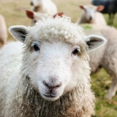 Puppet Midnight-Do Puppets Dream Of Wooden Sheep?