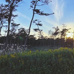 365（仮）