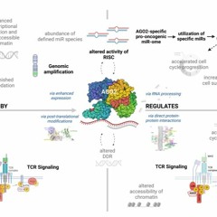 AGO2 in T-prolymphocytic Leukemia (T-PLL)