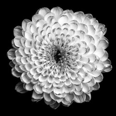 The Glass Chrysanthemum