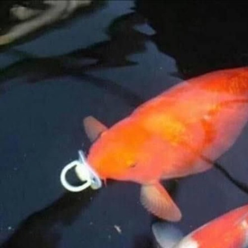 mais ninguém hoodtrap