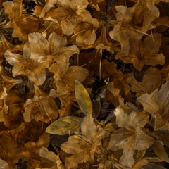 2025-11-20 @ Sunboat