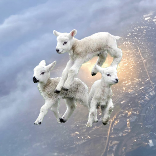 counting sheep