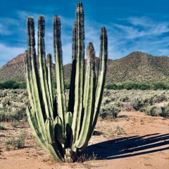 El Saguaro