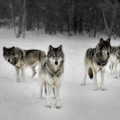 WolfPack_JackPot