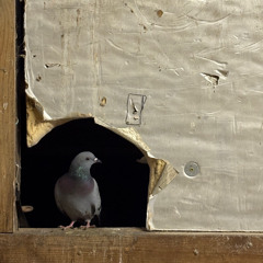 does it have to be ? (v.5)