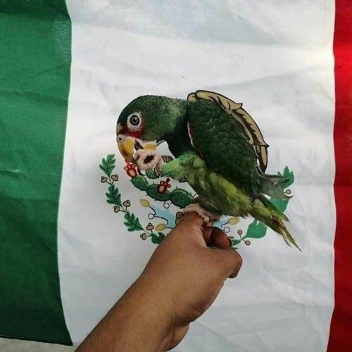 Riot Ten - Intro EDC México 2019 (BERIZBECK Remix)