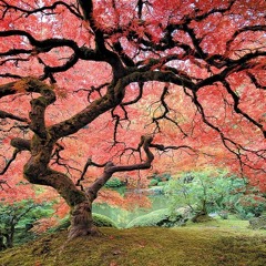 Canopy
