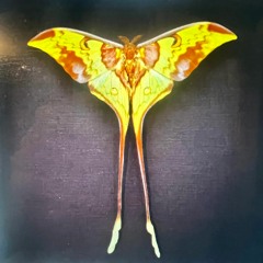 Only The Moon Moth Can Save Us Now