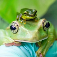 froggy anime 🐸