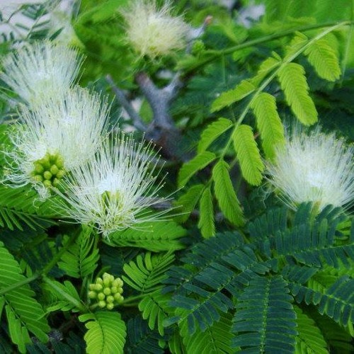 Cabocla Jurema