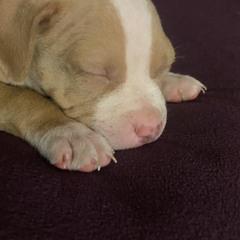 If it’s iffy MogeeMo LTR2022