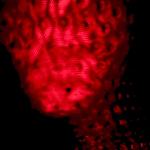 Chant de la garde rouge