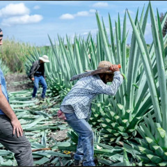 A Real mezcal tour oaxaca Travelers Recommend for its Authenticity