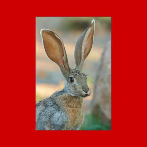 Stream Jackrabbit by Slow Buildings Listen online for free on SoundCloud