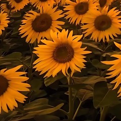 Plain Jane REMIX by A$AP Ferg&Nicki Minaj but the beat is Phone Numbers by Kenny Beats&Dominic Fike